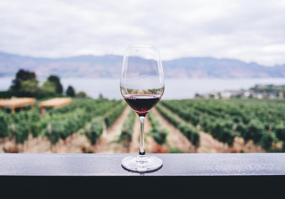glass or red wine overlooking a coastal vineyard