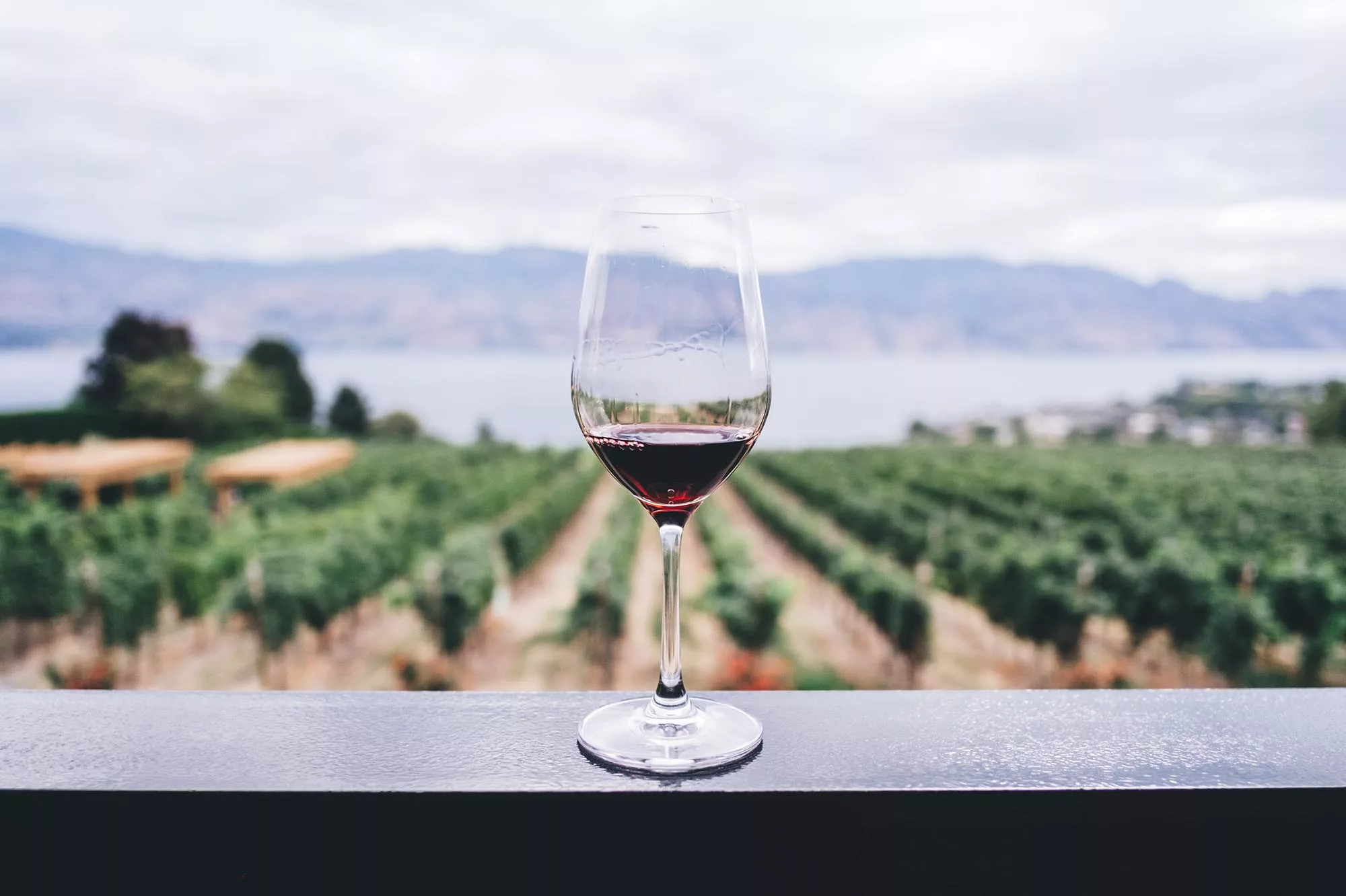 glass or red wine overlooking a coastal vineyard
